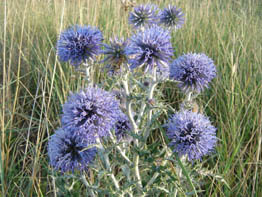Echinops ritro